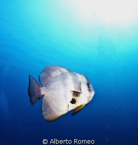 Longfinned Batfish (Platax teira) and  backlight sun. by Alberto Romeo 